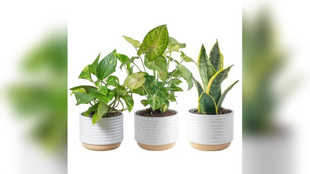 Indoor Plants for Low Light